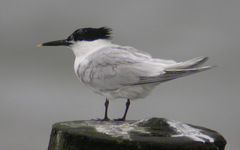Sandwich Tern Sandwich Tern